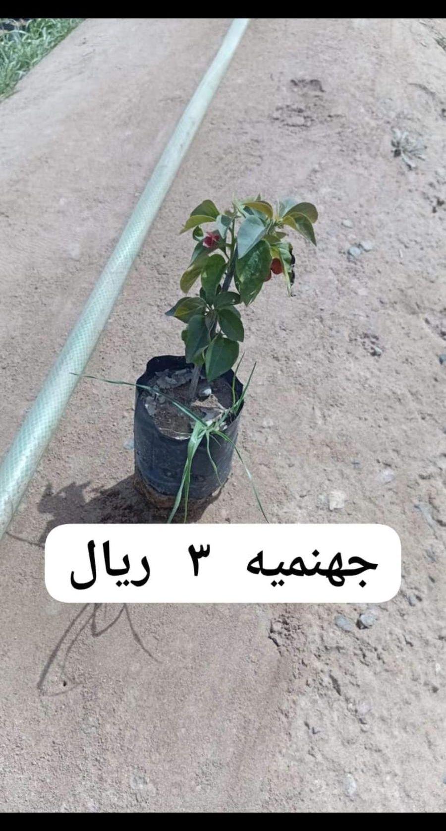 شتلات صغيره