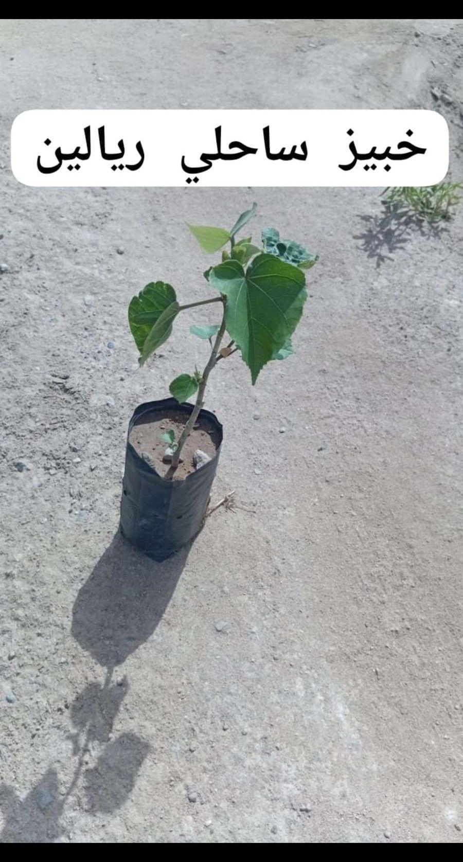 شتلات صغيره