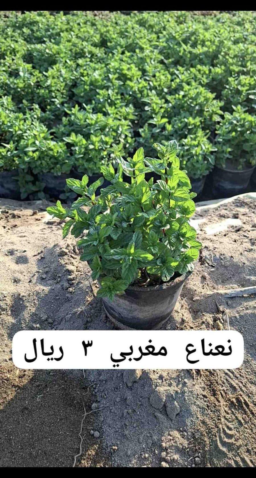 شتلات صغيره
