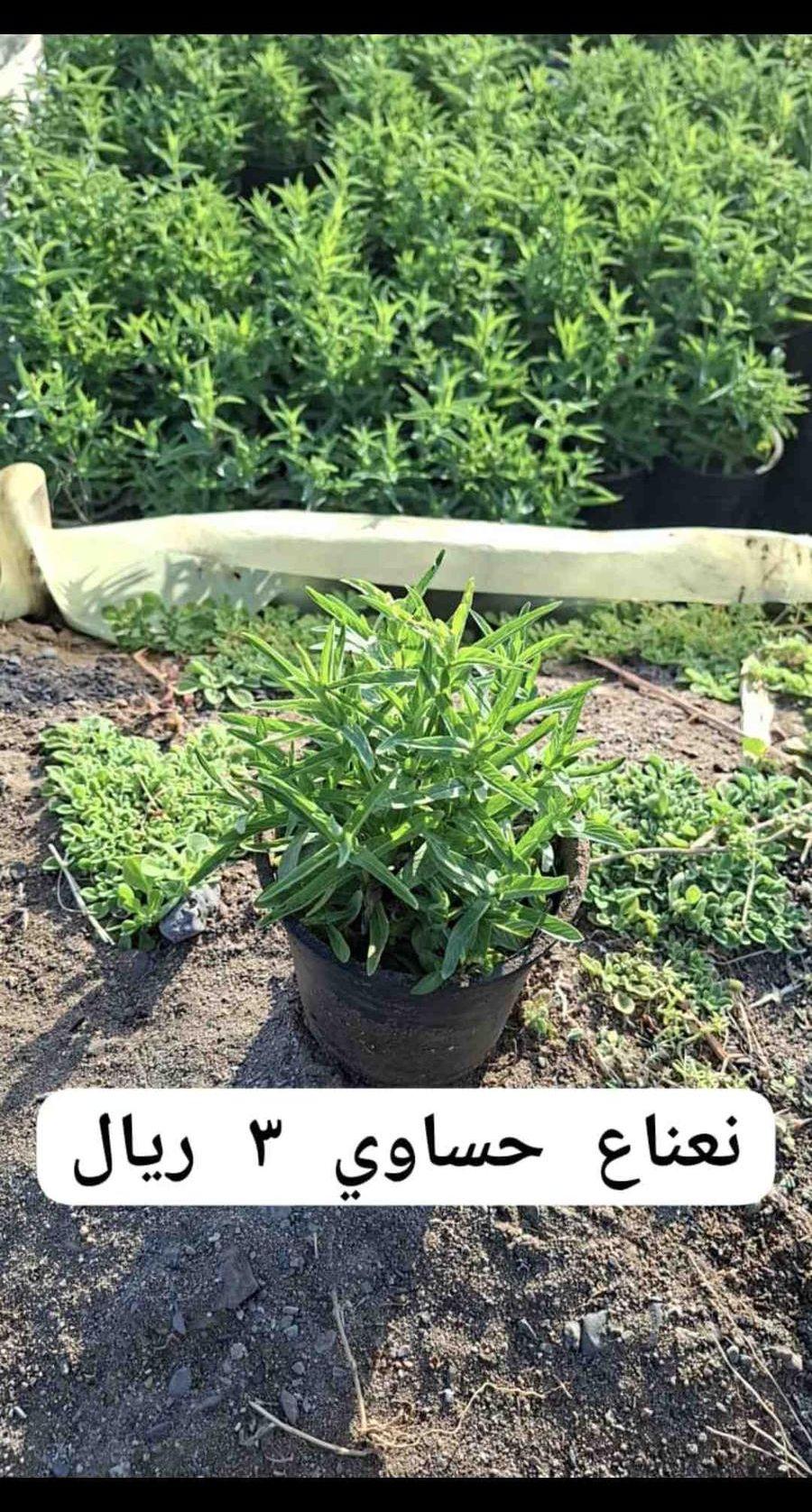 شتلات صغيره