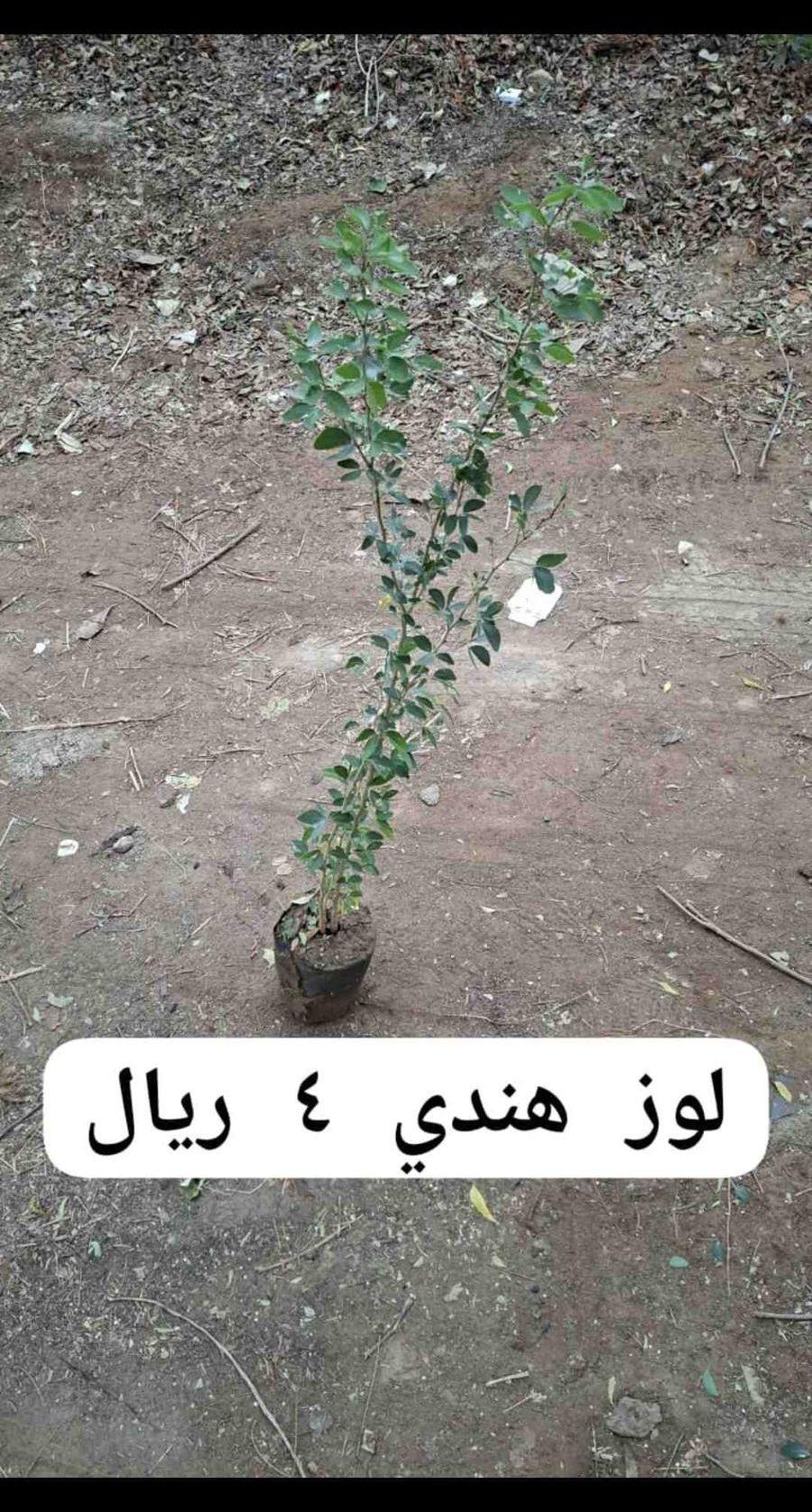 شتلات صغيره