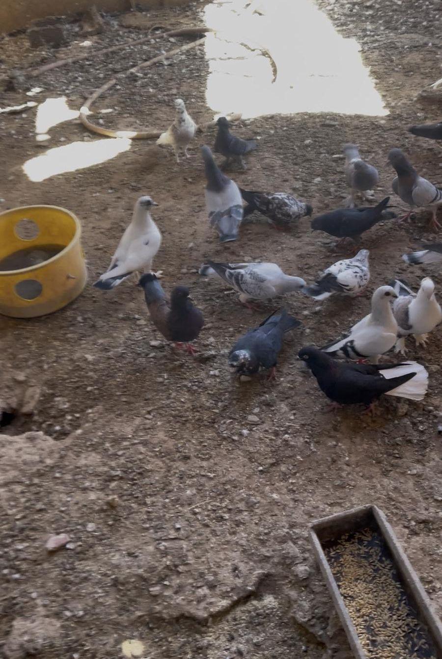 حمام مشكل