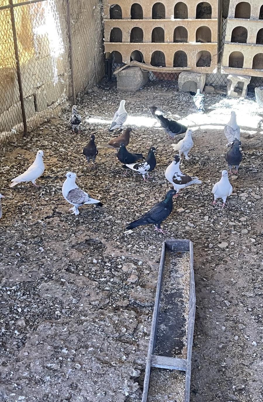 حمام مشكل