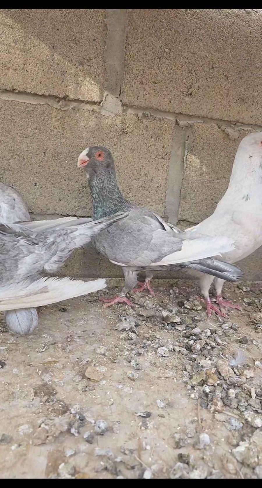 6 حبات مساويد