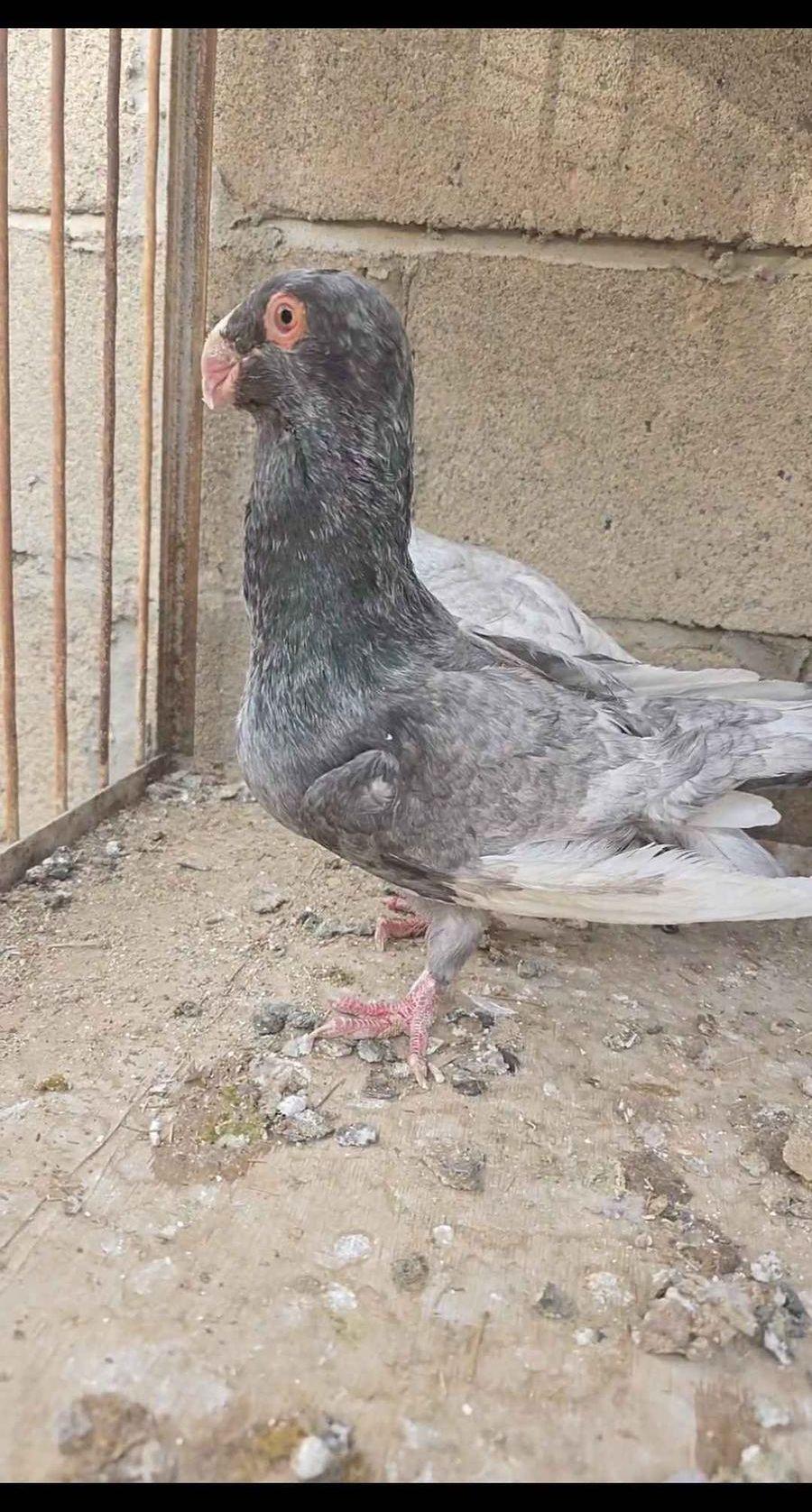 6 حبات مساويد