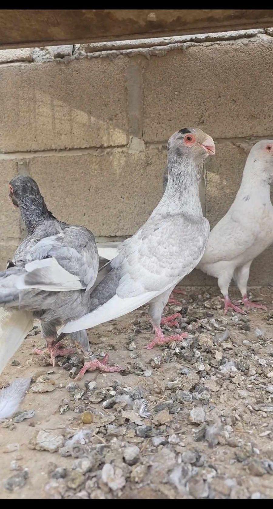 6 حبات مساويد
