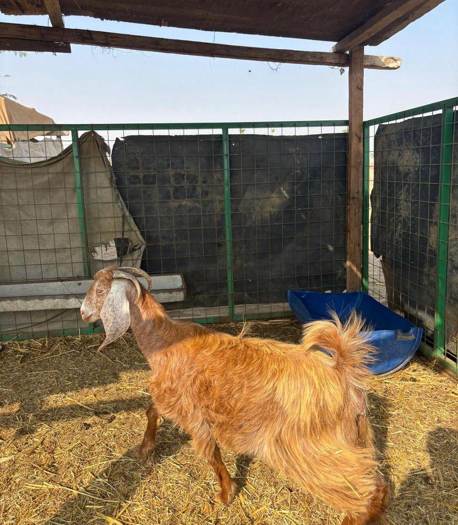 جفره دافع