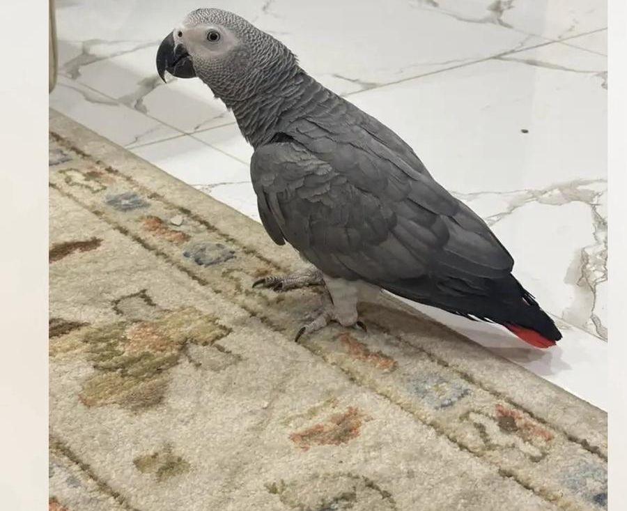 كاسكو أفريقي هدد