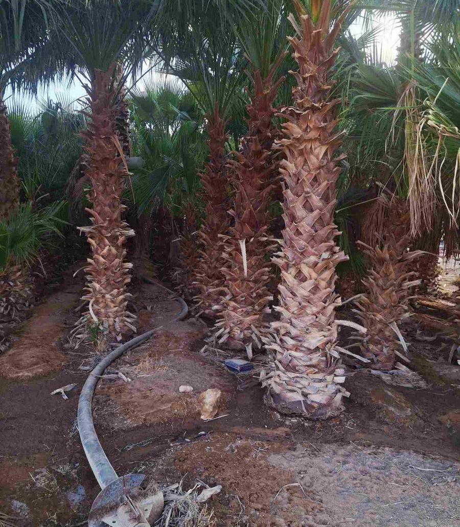 نخل واشنطني