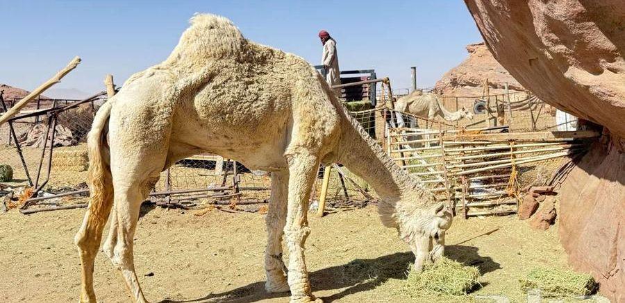 جمل ضروبه اوضحه