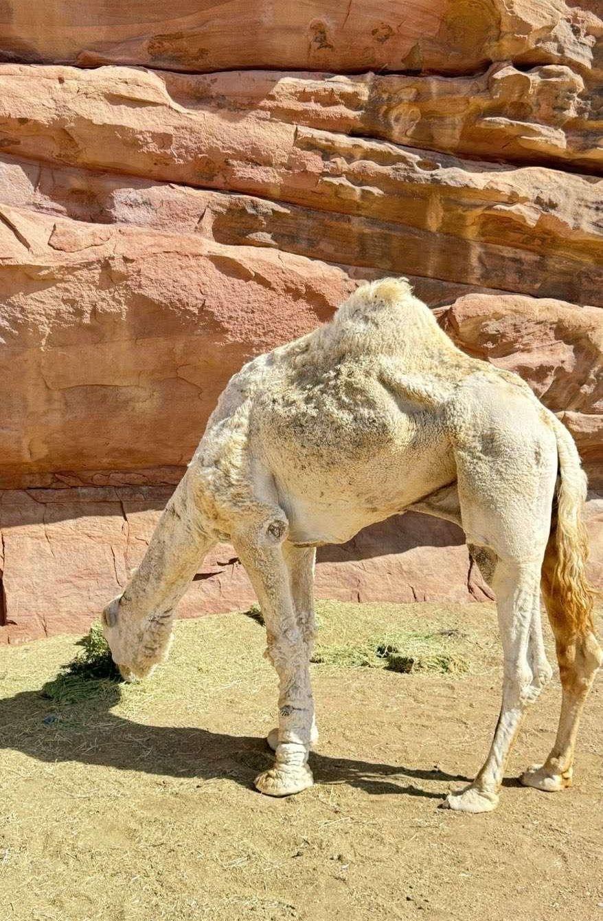 جمل ضروبه اوضحه