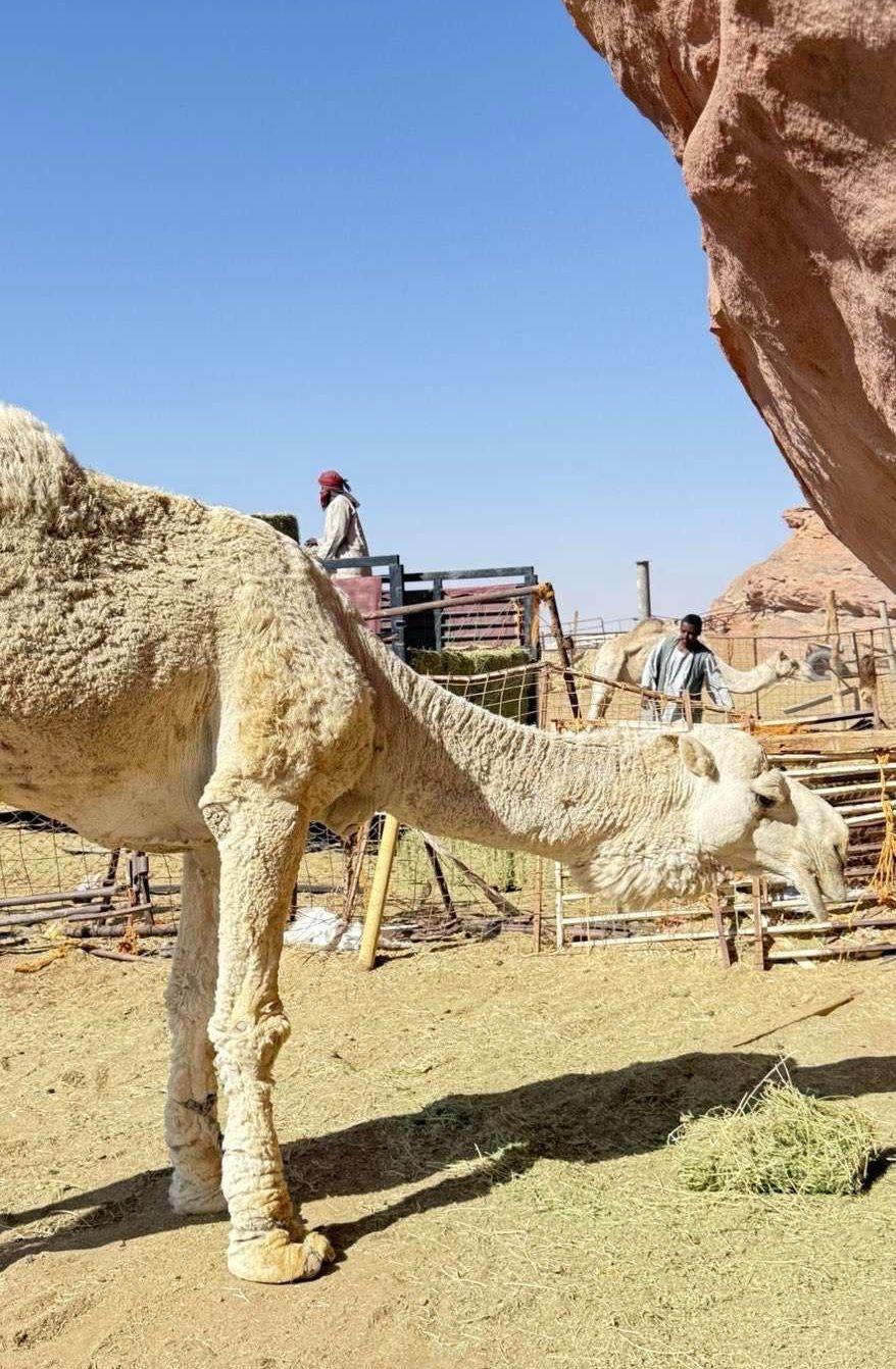 جمل ضروبه اوضحه