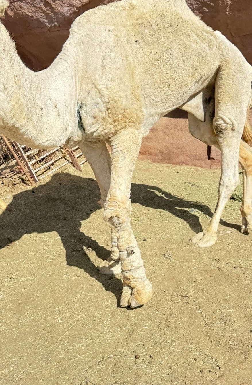 جمل ضروبه اوضحه