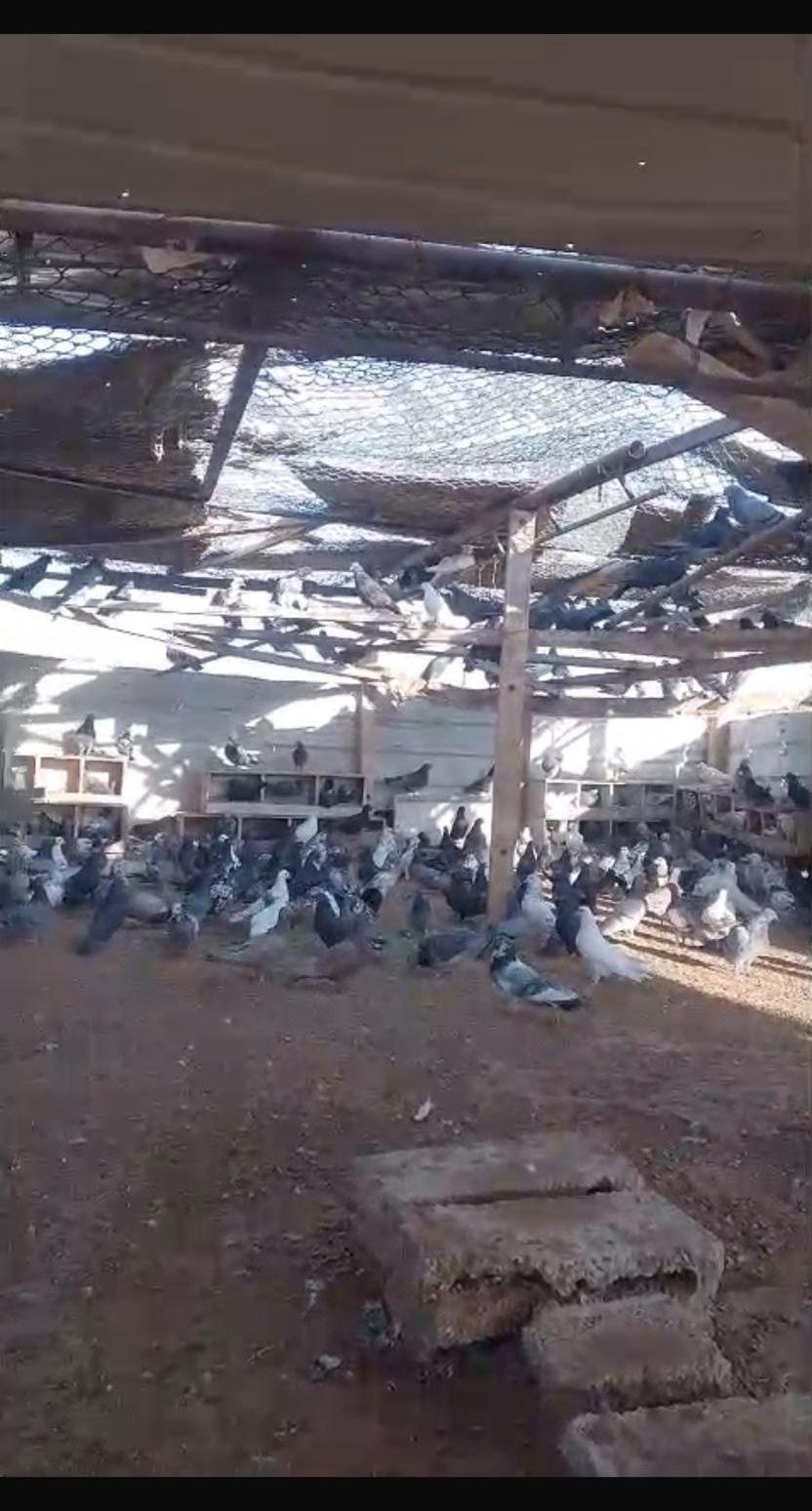 حمام مشكل للبيع