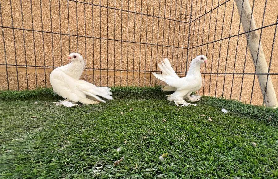 فواخر الاهوري الاروبي