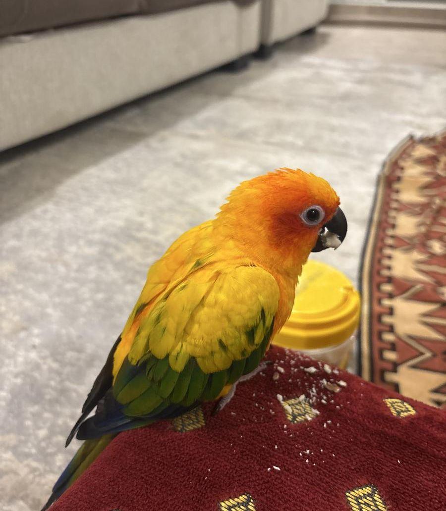 ببغاء صن كنيور