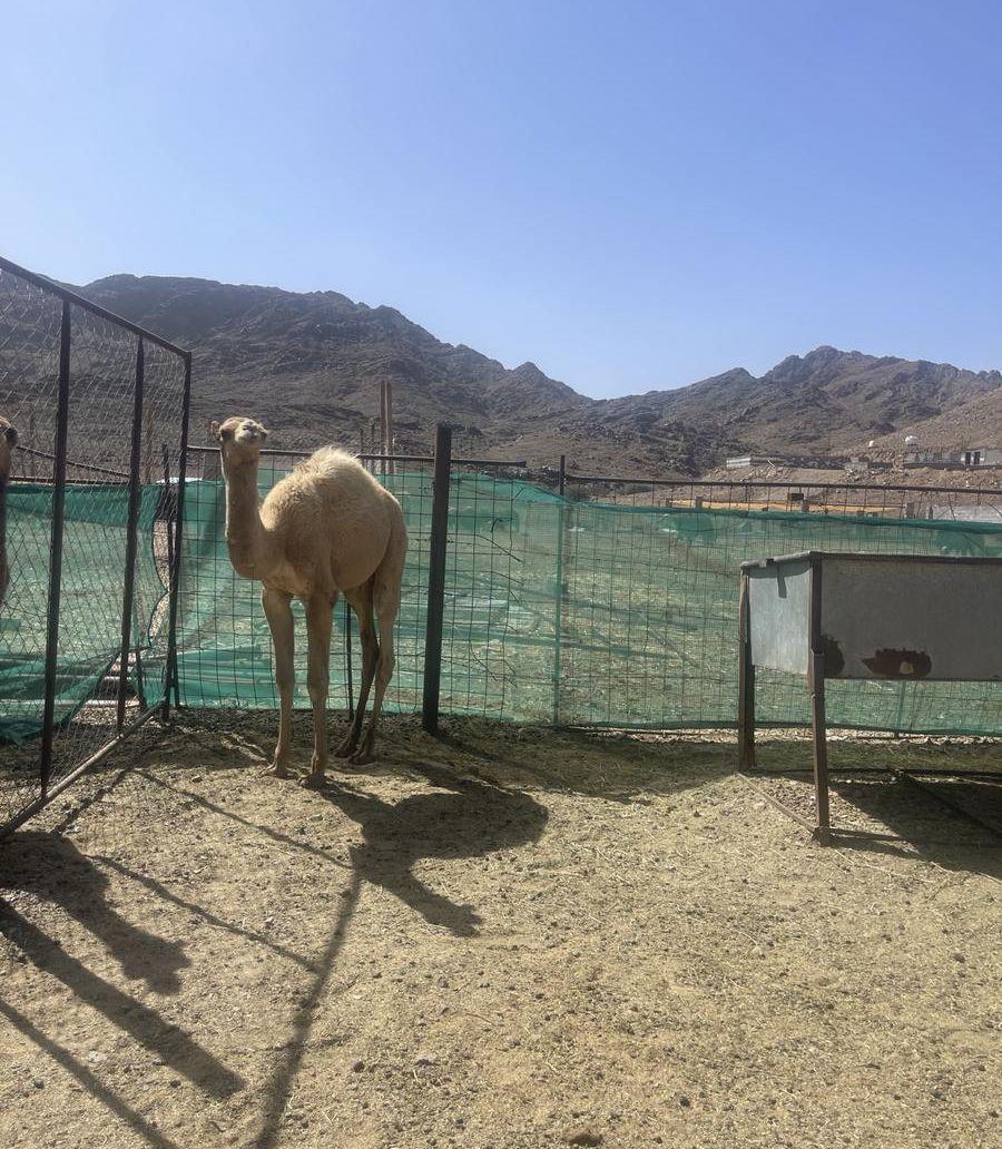 للبيع قعود