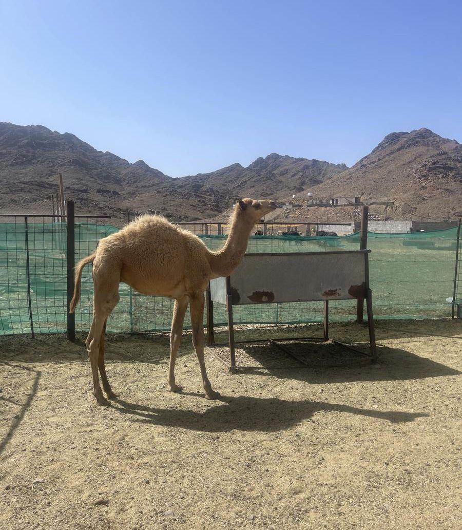 للبيع قعود