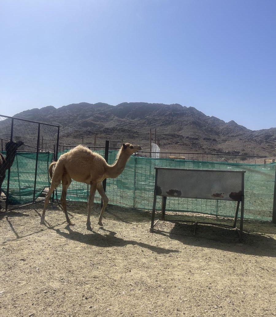 للبيع قعود