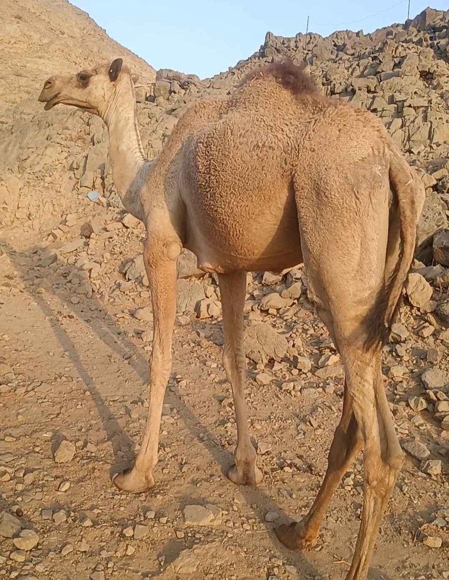 بكره جذعه