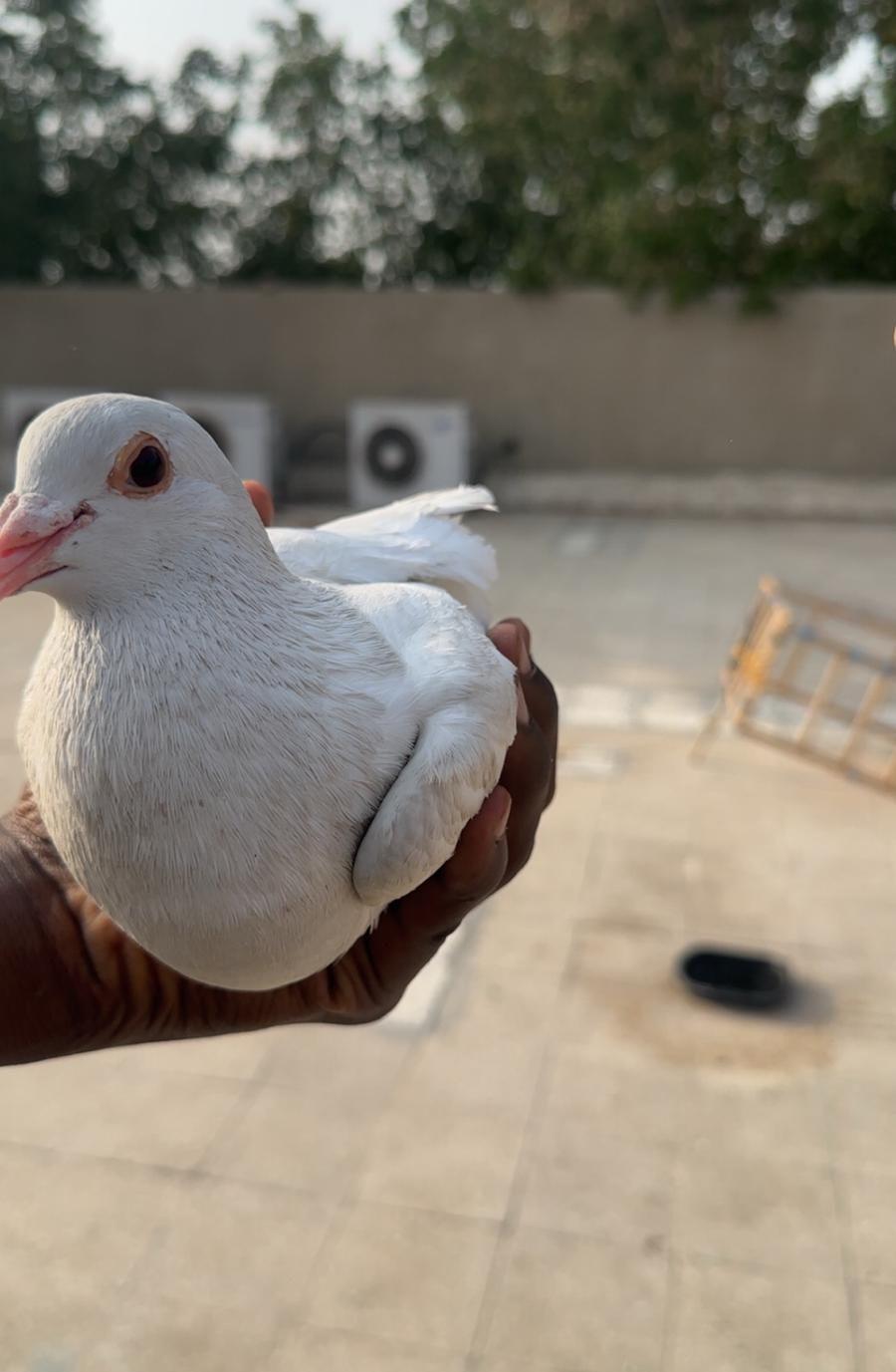 حمام