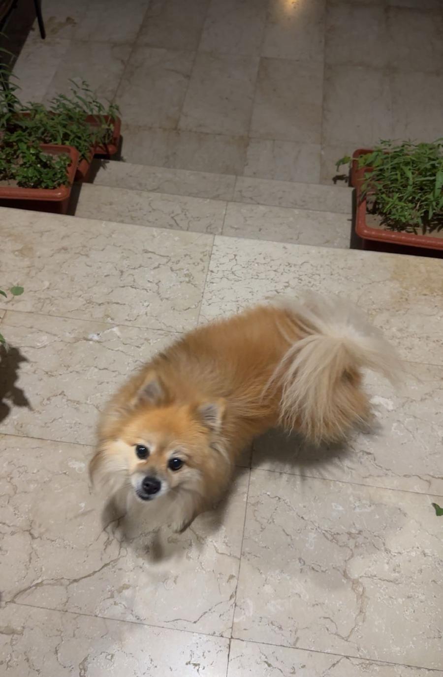 كلب بومرينيان