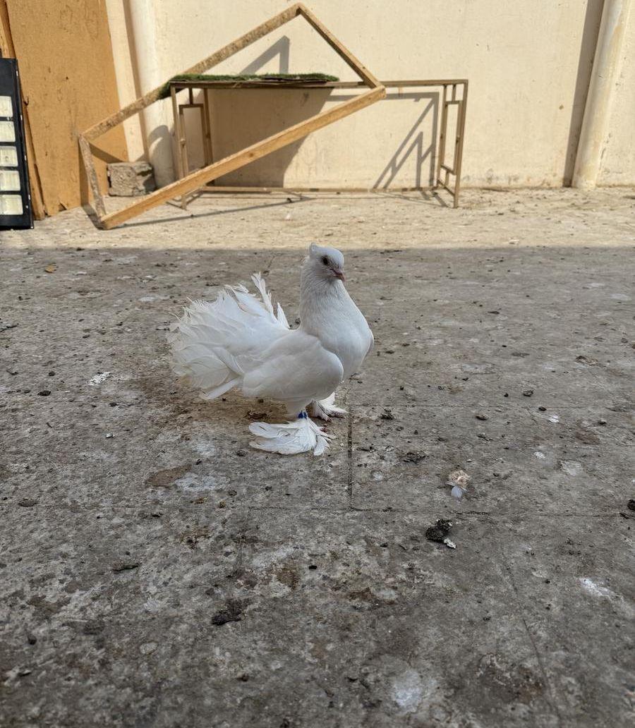 حمام رقص وحمام