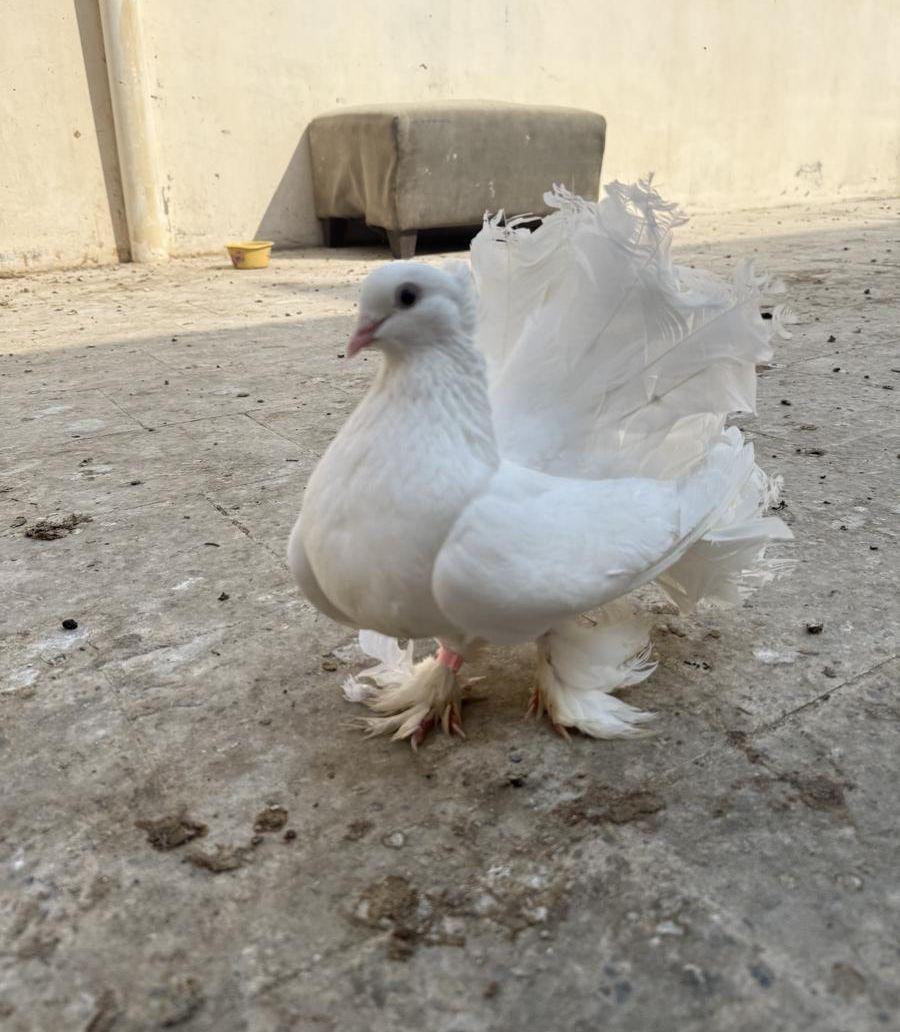 حمام رقص وحمام