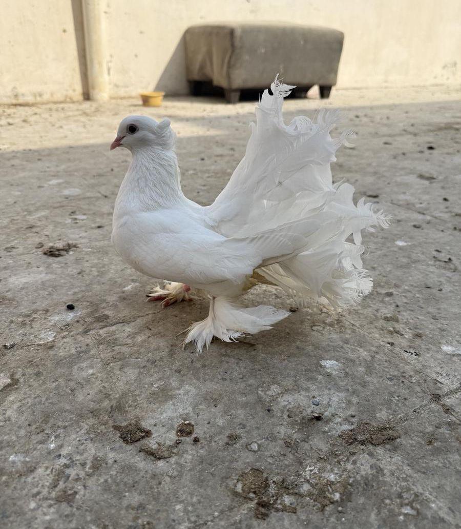 حمام رقص وحمام
