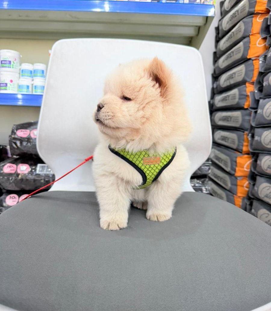 Chow Chow dog