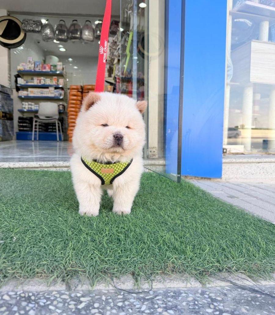Chow Chow dog
