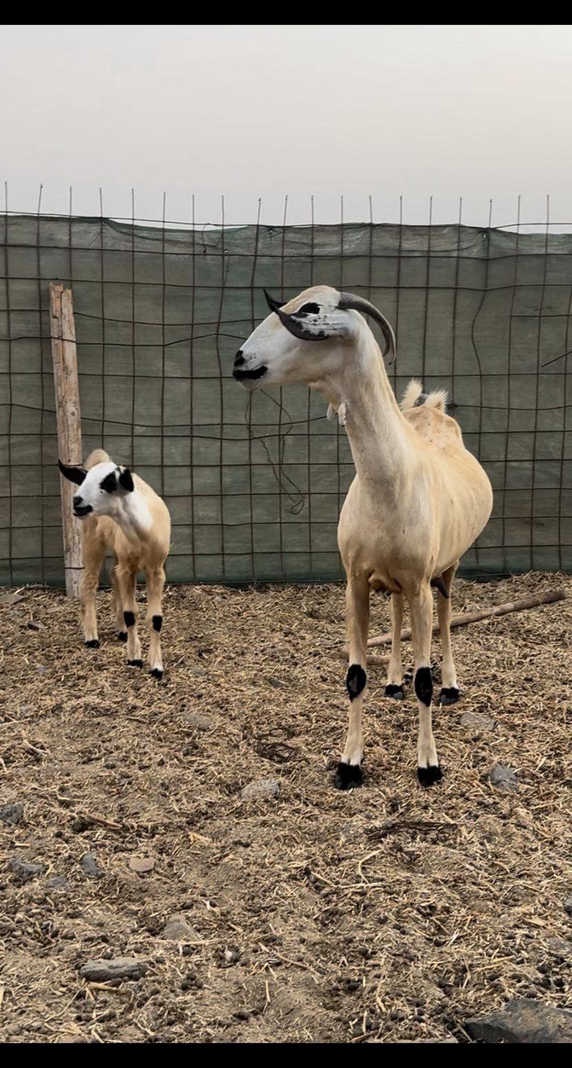 عنز بيشيه كحلا