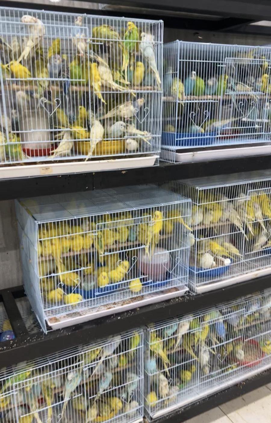 وصول دفعة بادجي