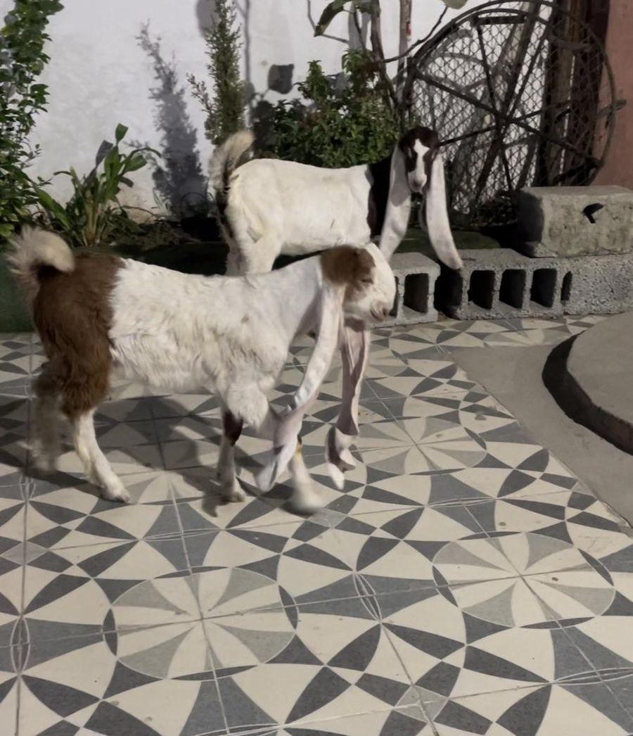 تيس وجفره هولندي