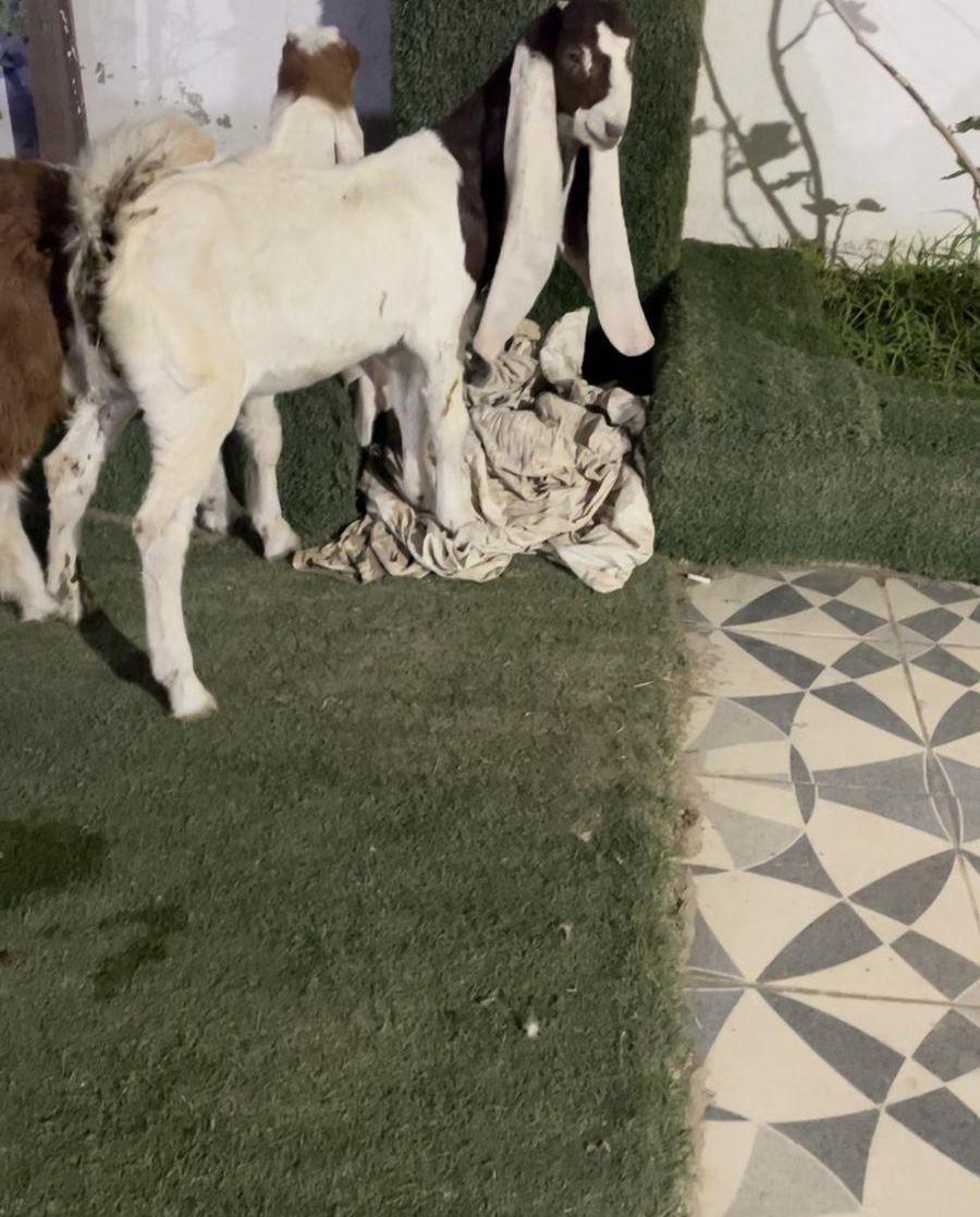تيس وجفره هولندي