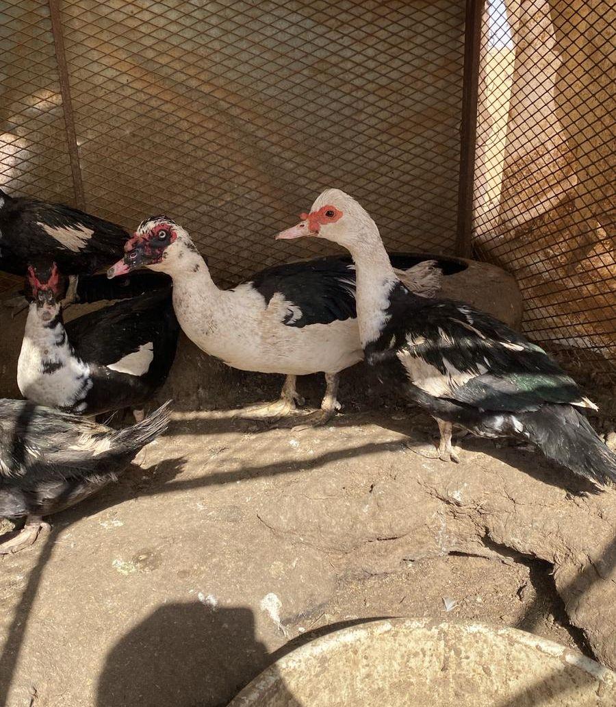بط سوداني