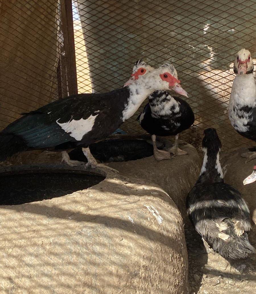بط سوداني