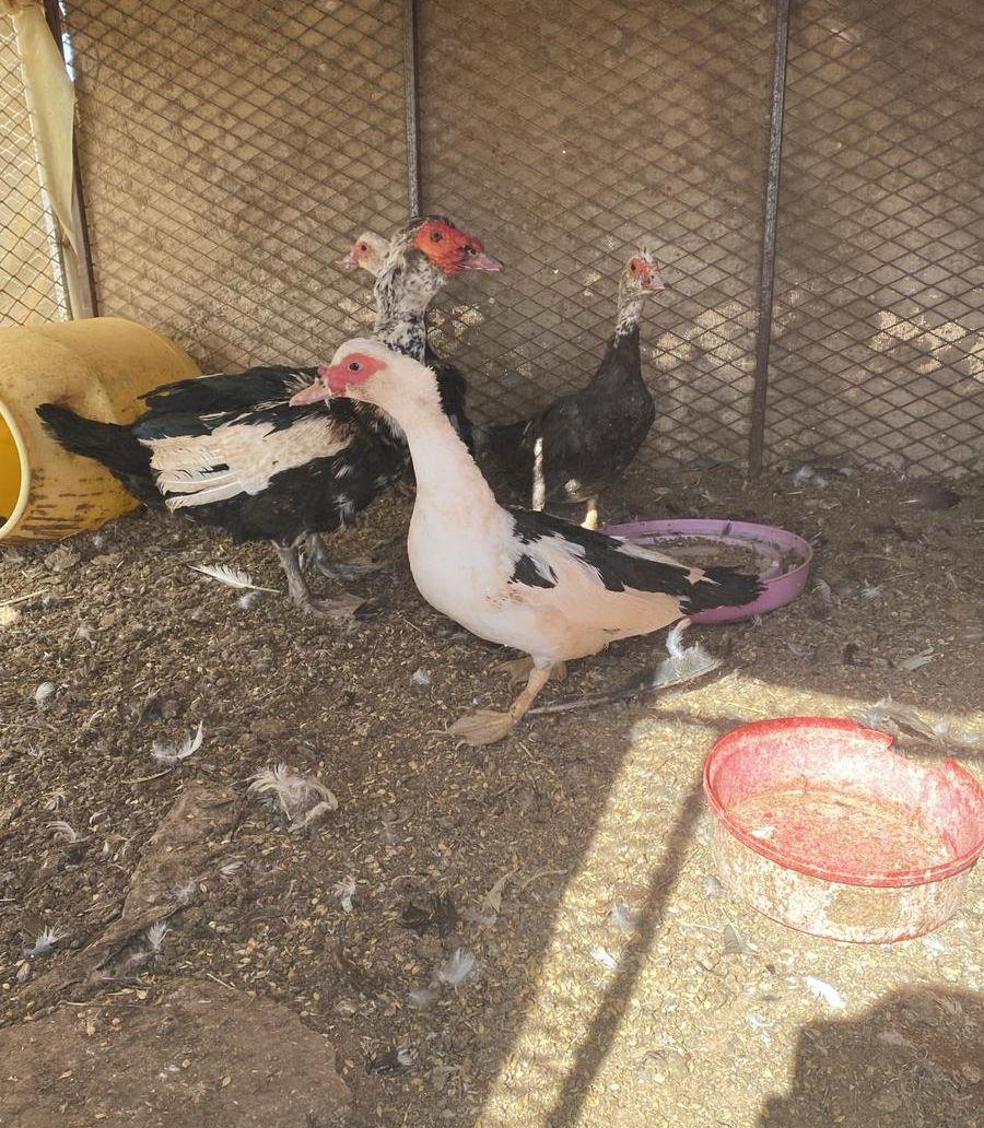 بط سوداني