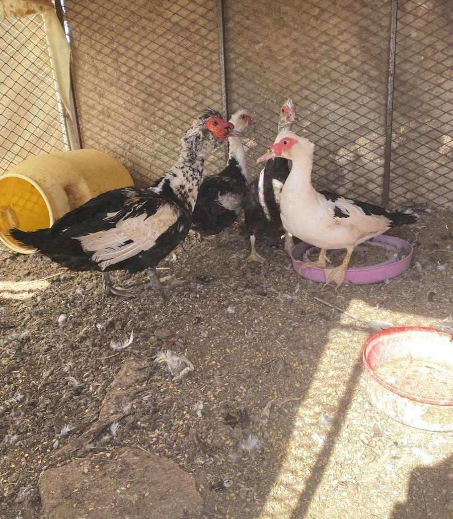 بط سوداني