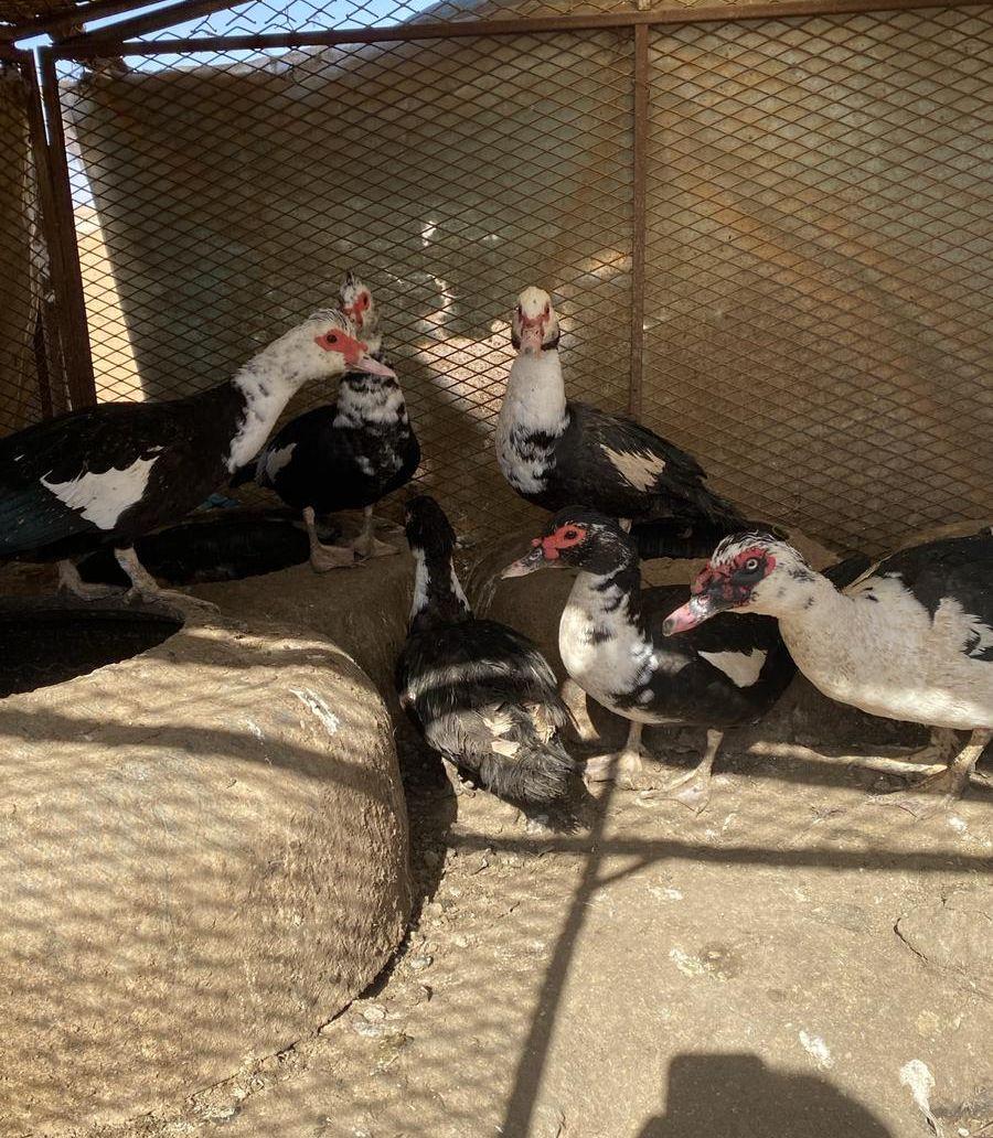 بط سوداني
