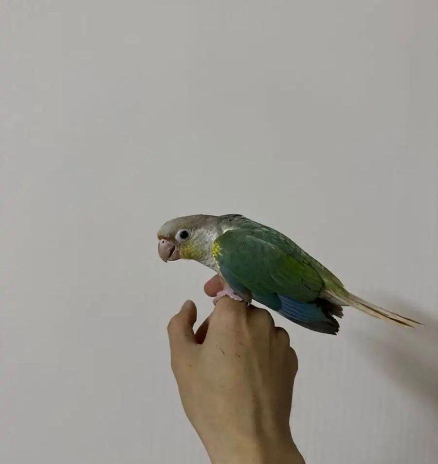 كنيور سينامون اليف