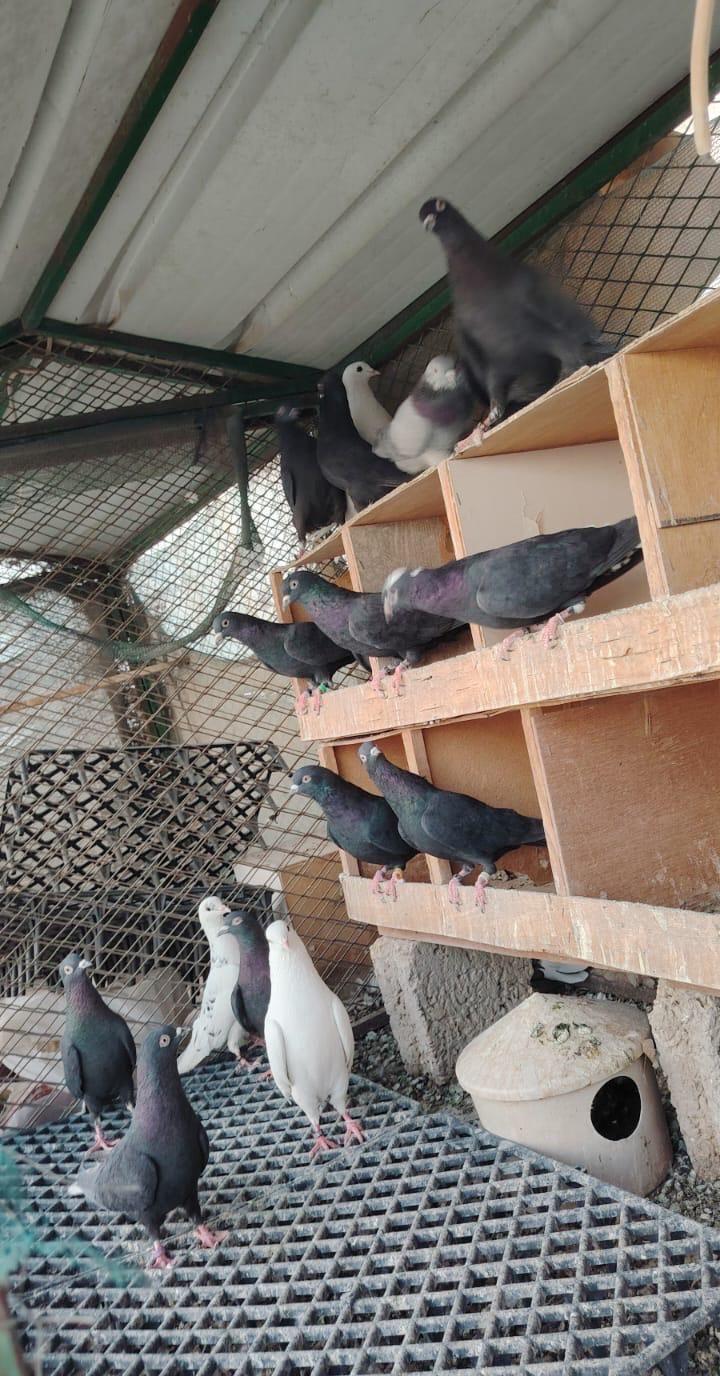 حمام قطيفي للبيع