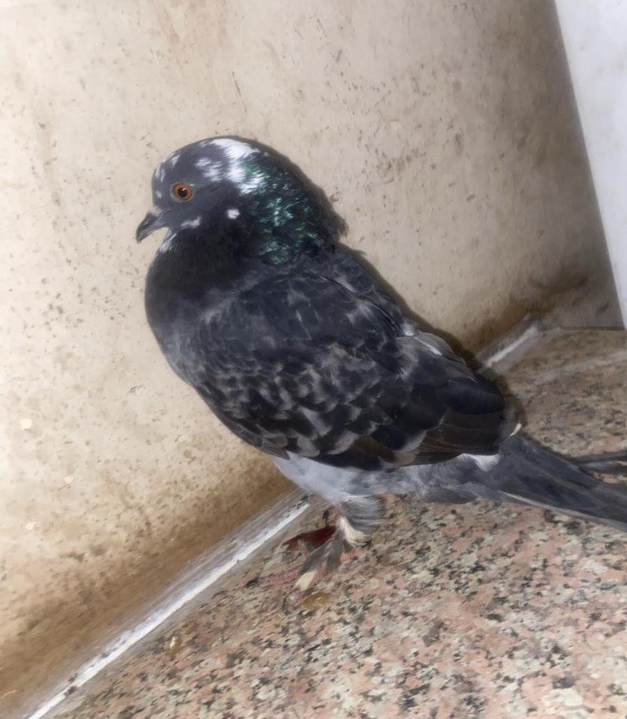 حفر الباطن