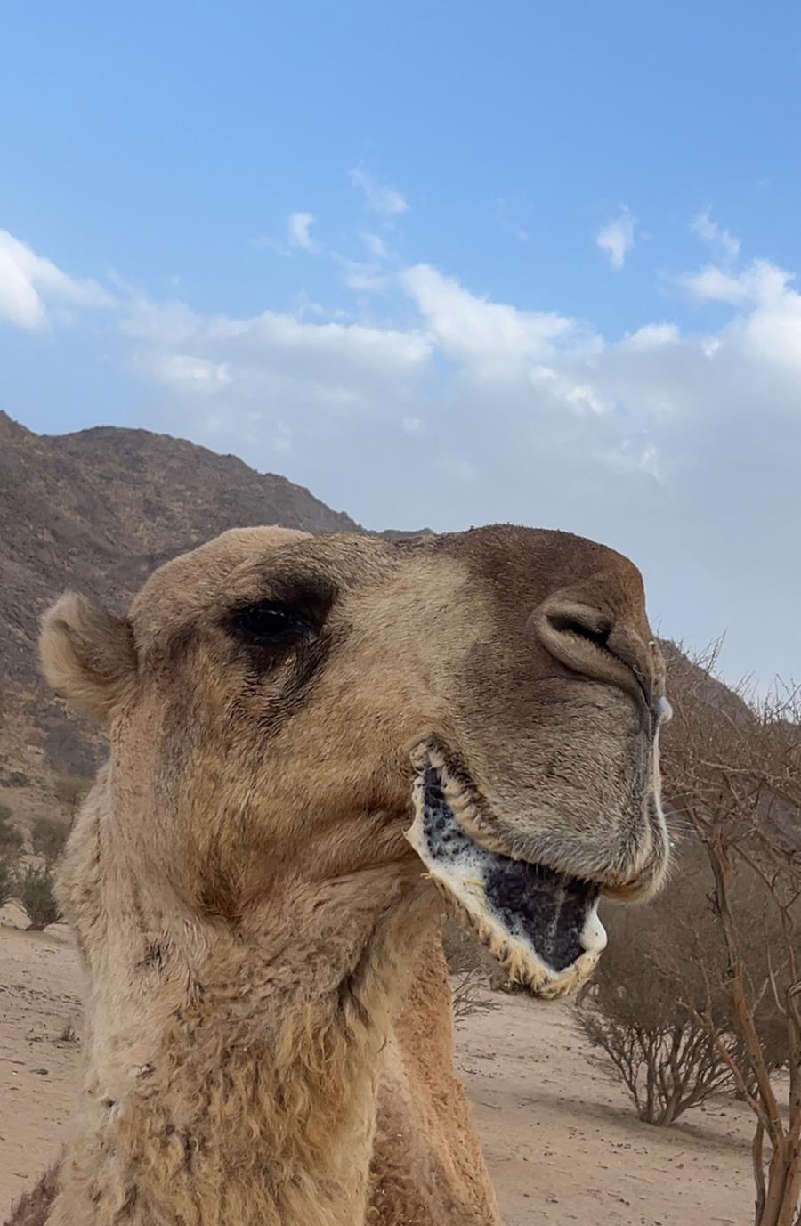 بعير عل جميع