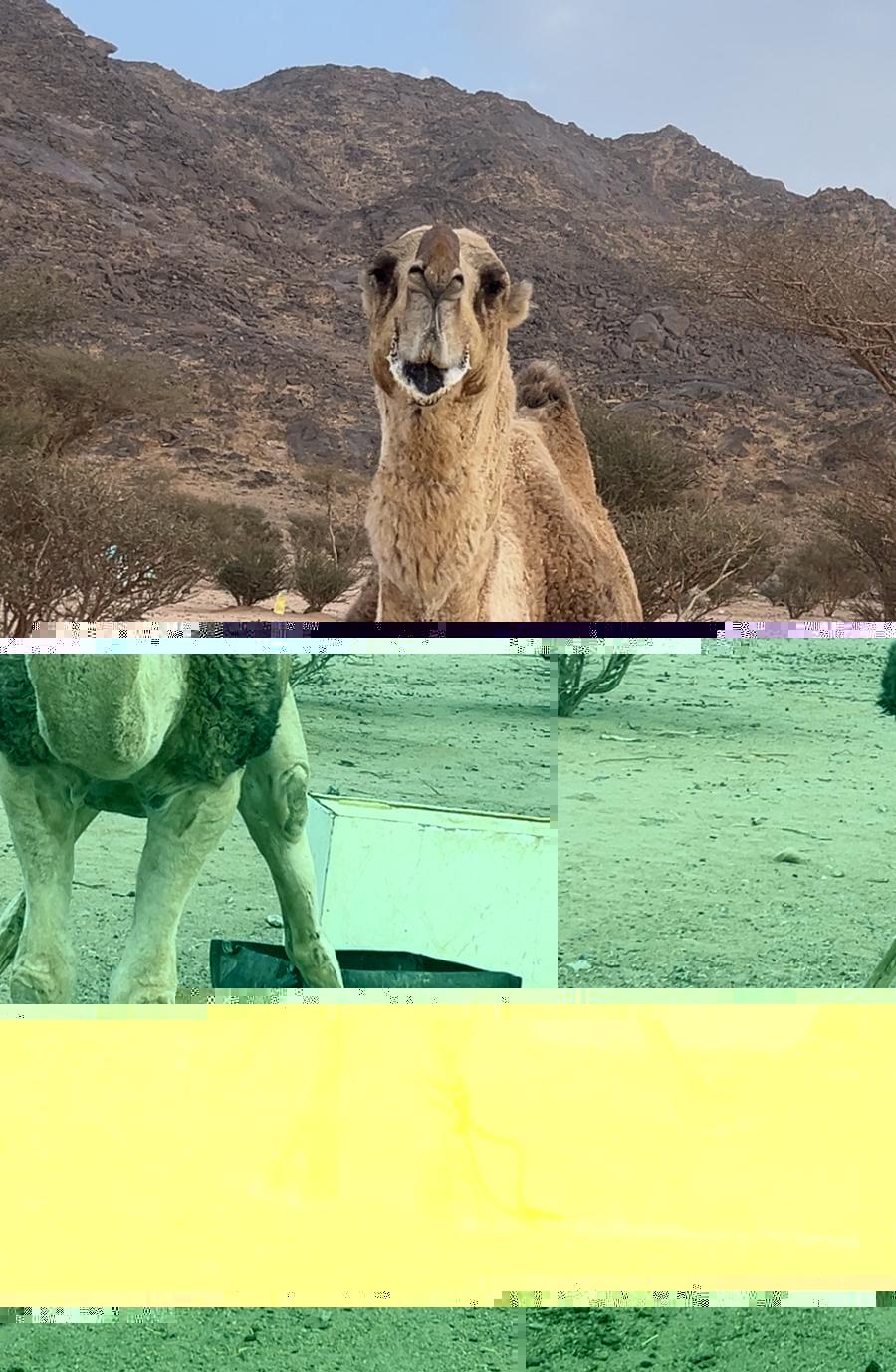 بعير عل جميع