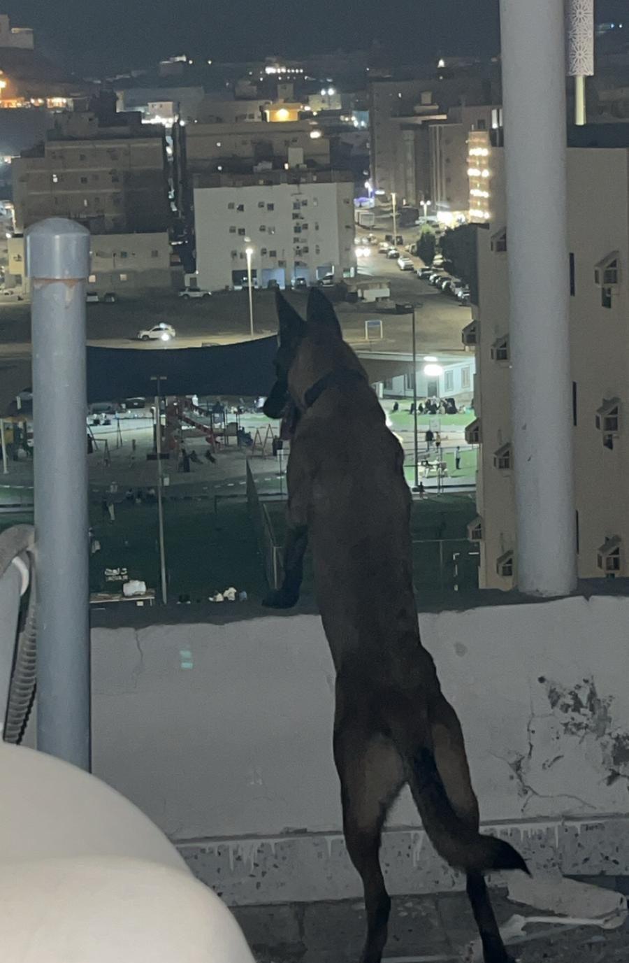 كلب أنثى مالينو