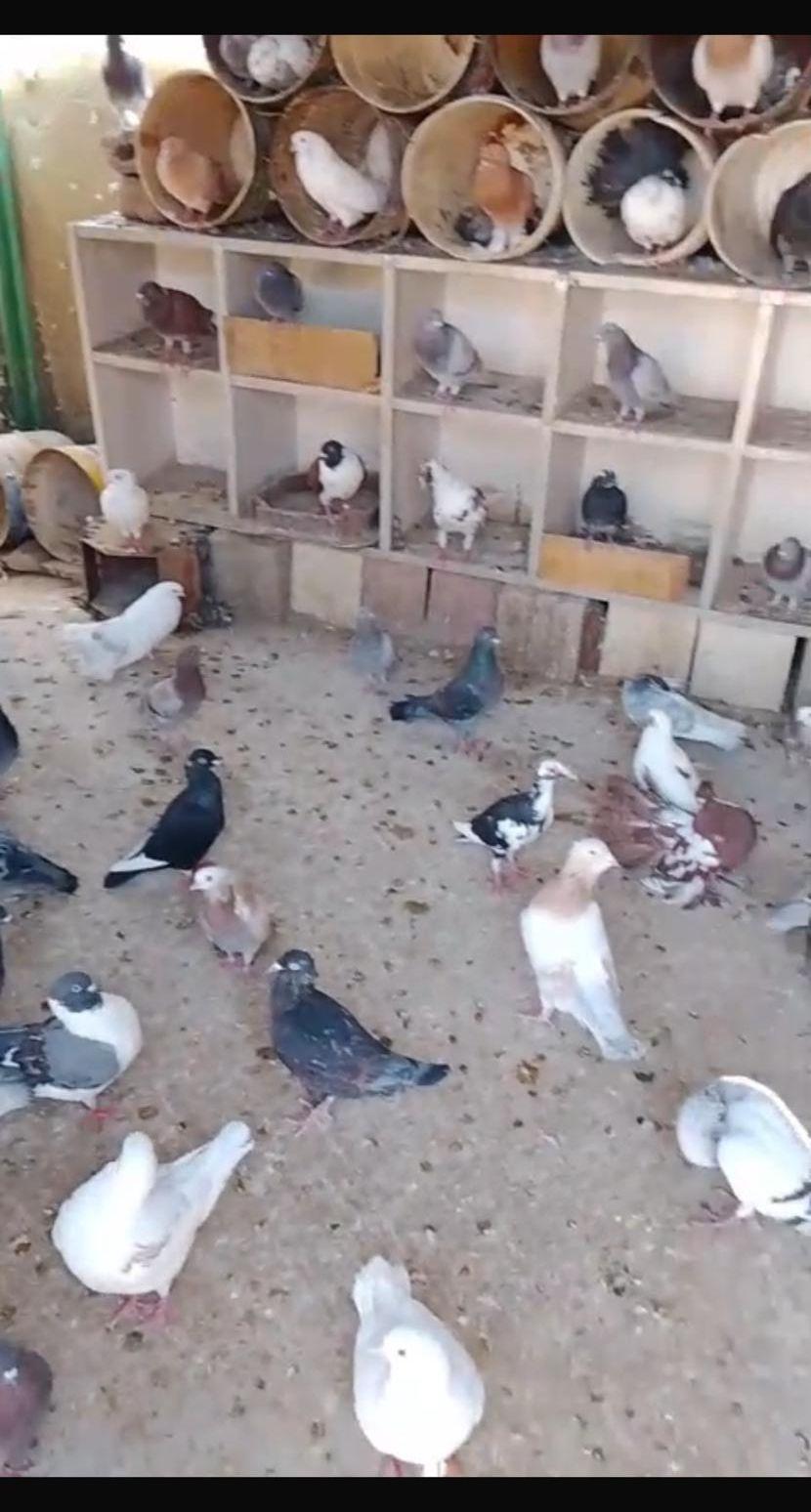 حمام زينه للبيع