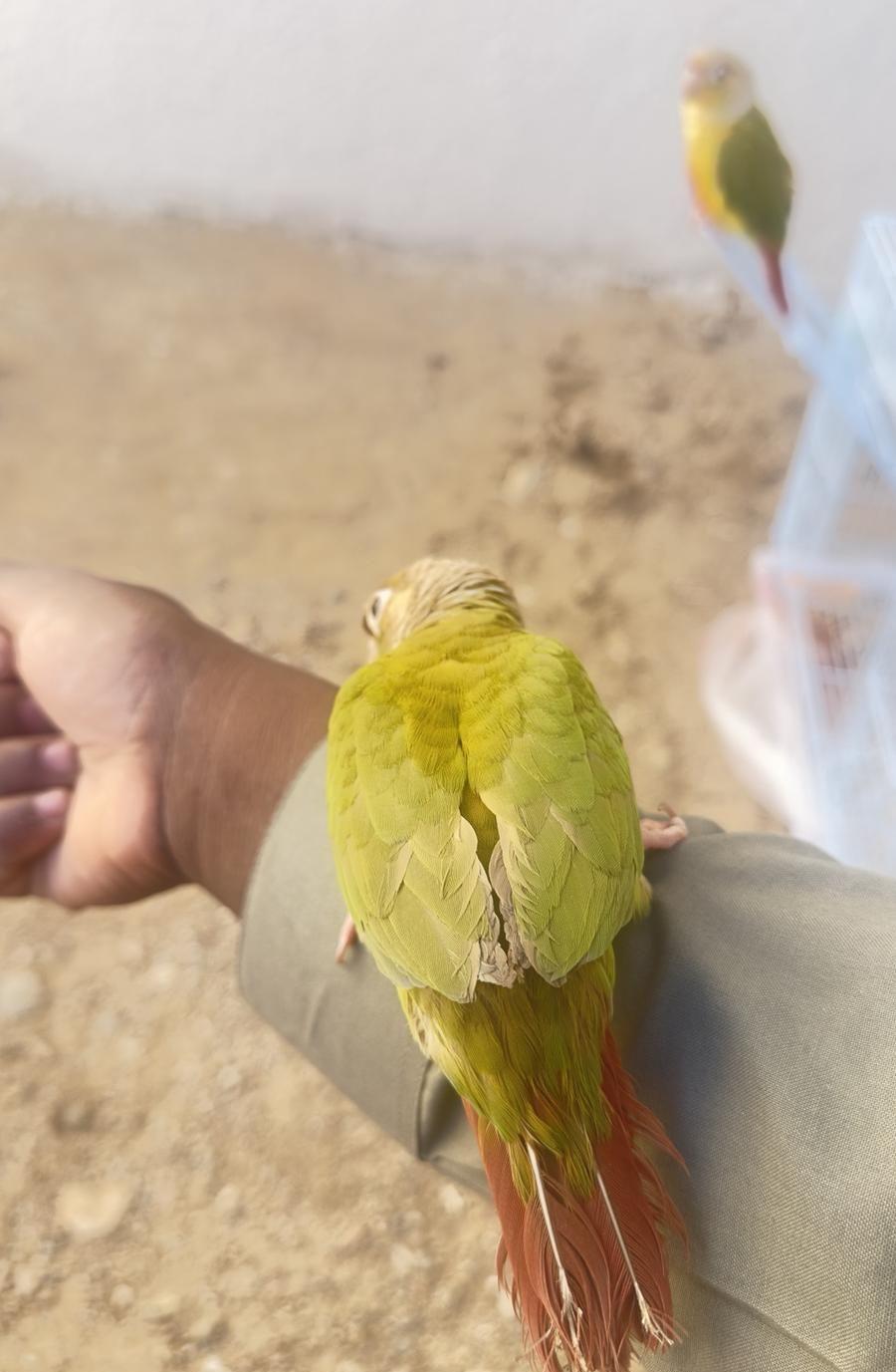 كنيور