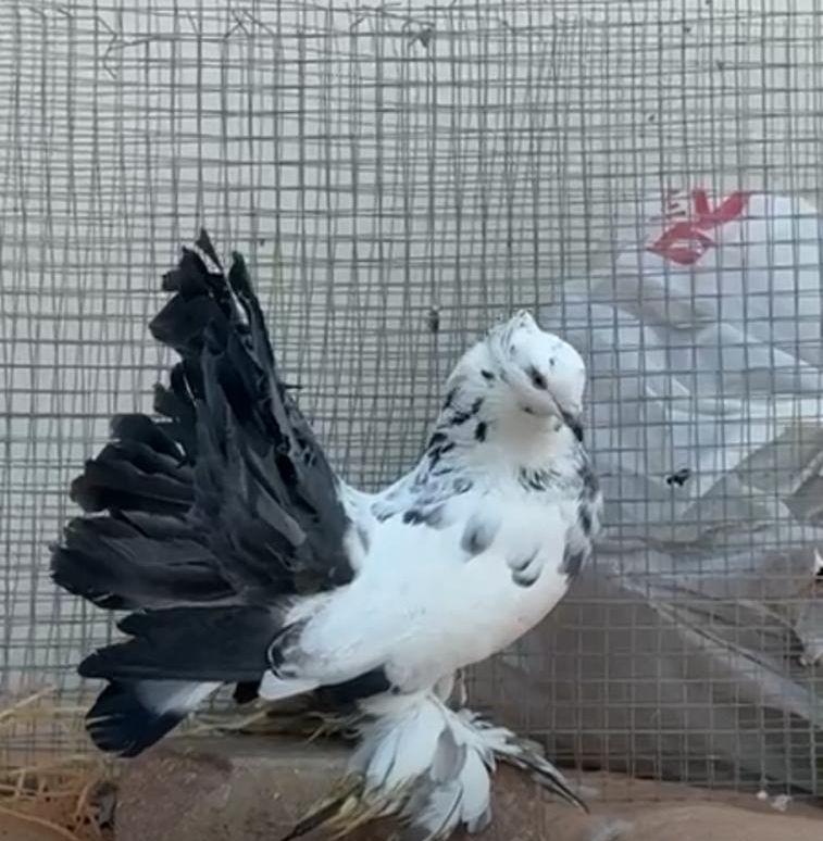 للبيع ازواج رقاص