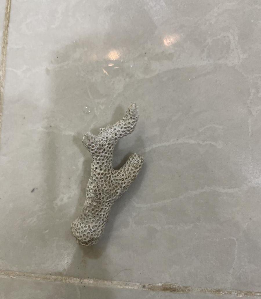 اصداف بحريه كبيره